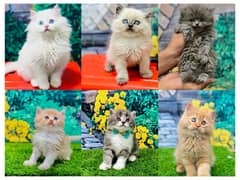 Persian hamalian british punch face piki face cat's and kitten's