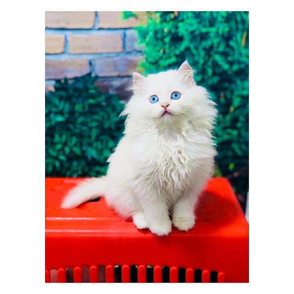 Persian hamalian british punch face piki face cat's and kitten's 1