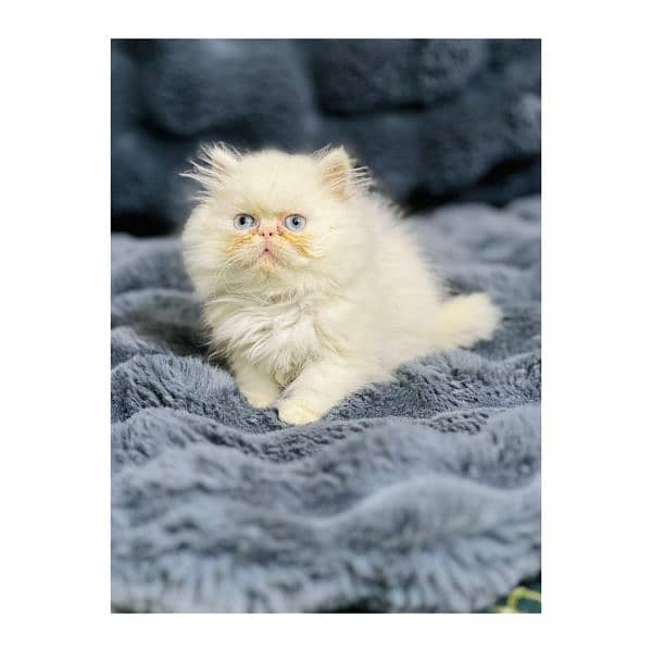 Persian hamalian british punch face piki face cat's and kitten's 4