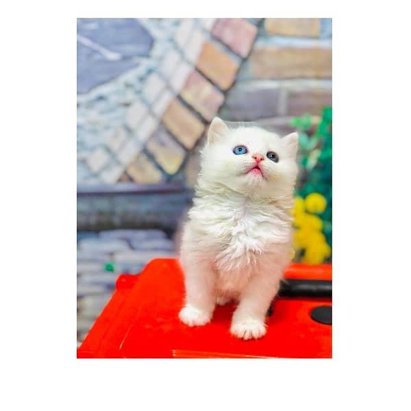 Persian hamalian british punch face piki face cat's and kitten's 5