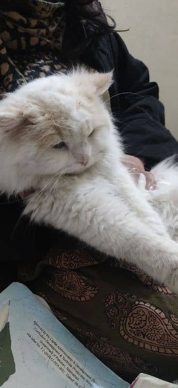 Persian White Male Cat , Blue Eyes , Triple Cat , 11 moths Old Cat 0