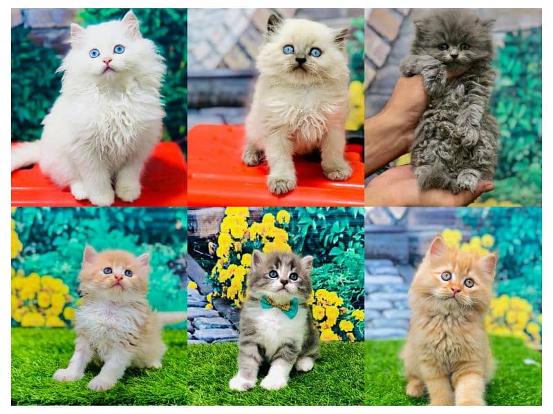 Persian hamalian british punch face piki face cat's and kitten's 0