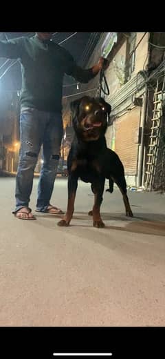 Rottweiler