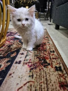 male and female white persian kitten for sale