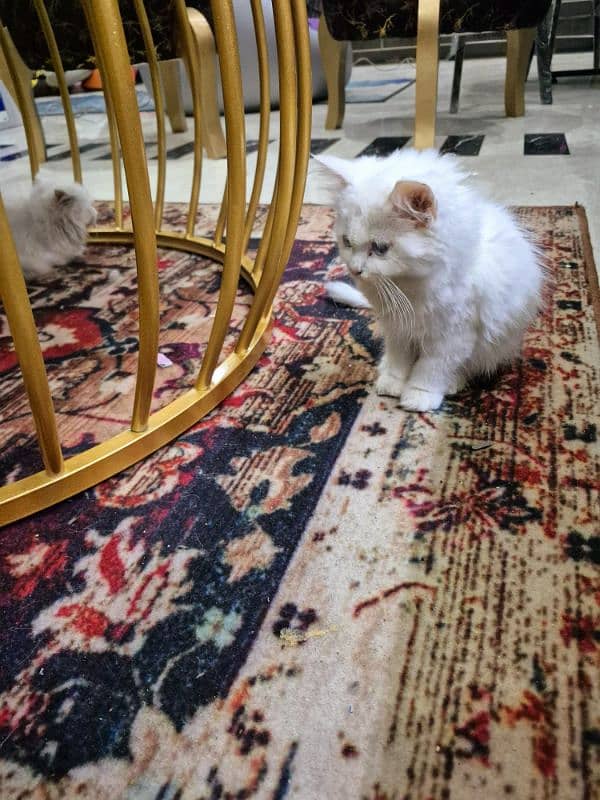 male and female white persian kitten for sale 1