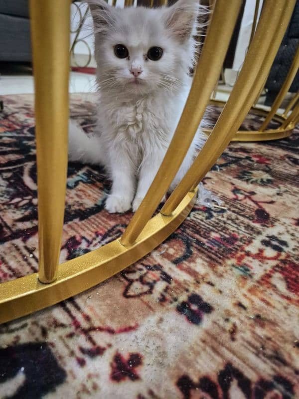 male and female white persian kitten for sale 2