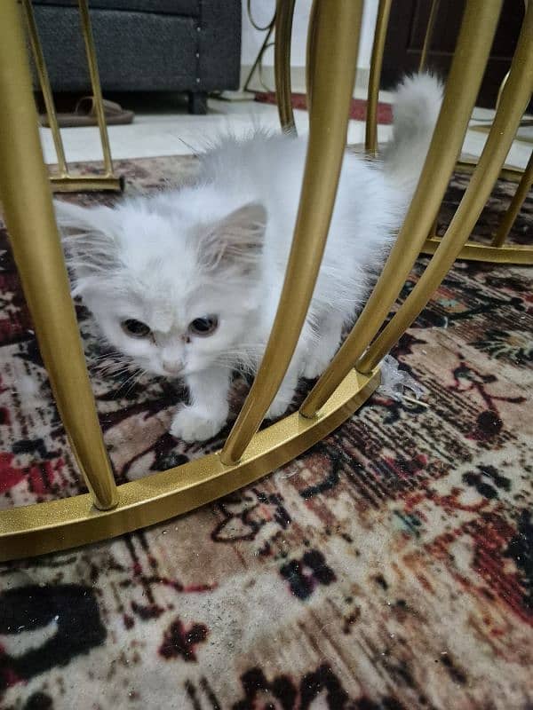 male and female white persian kitten for sale 3