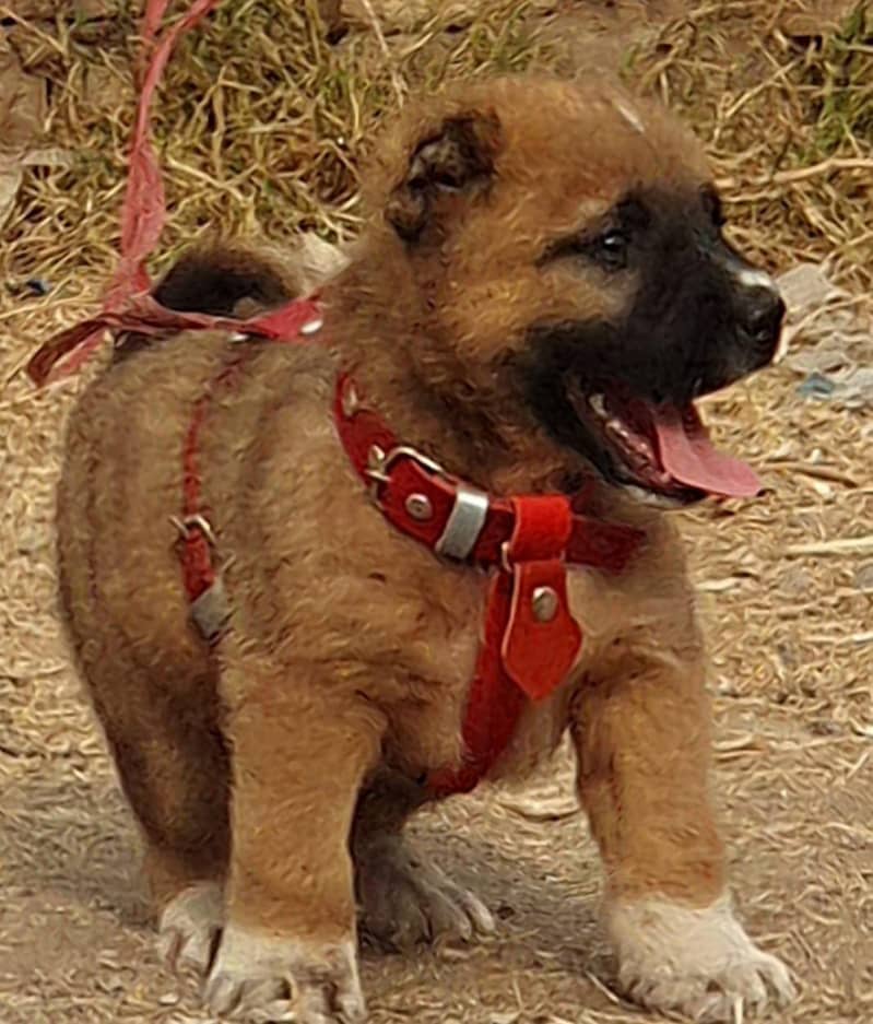 Kurdish Kangal Pair / Kurdish Kangal security Dog For Sale 0