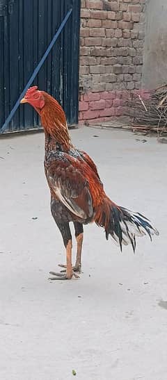 hen