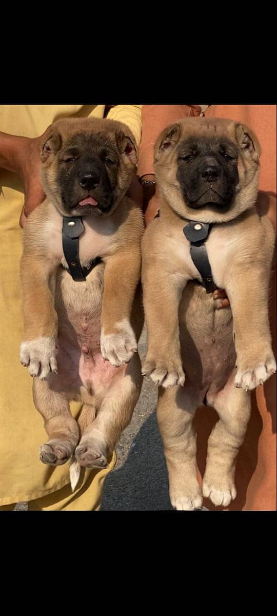 kurdish kangal Pair / kurdish kangal puppies for sale 0