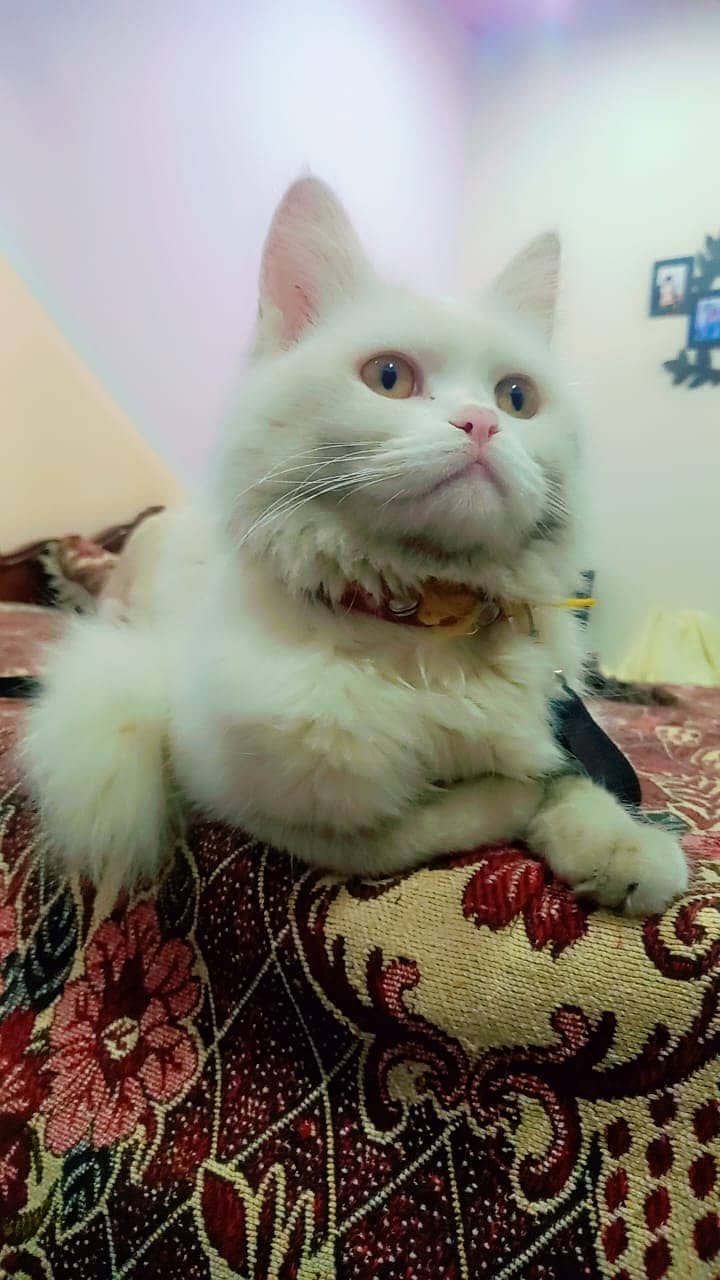 Persian white Cat 1