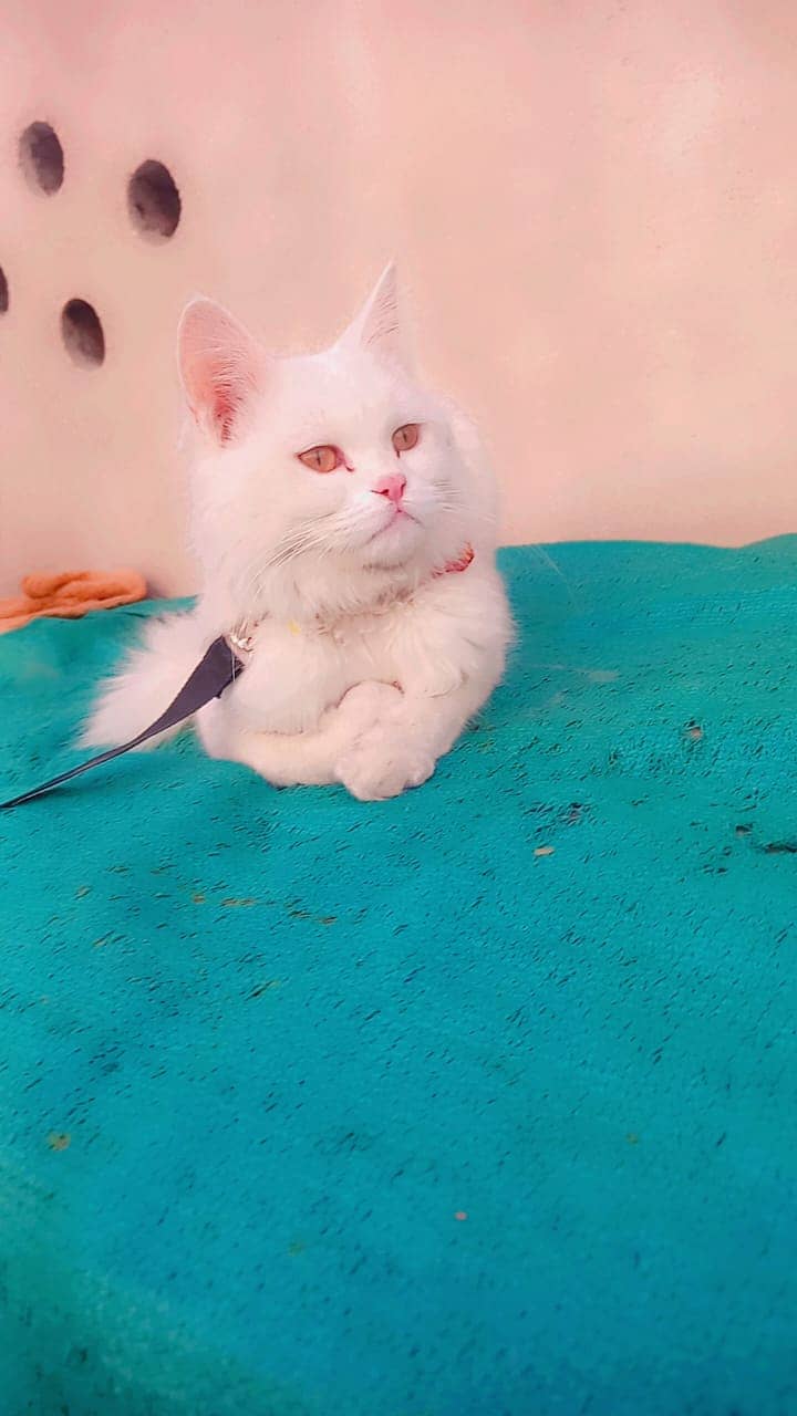 Persian white Cat 4