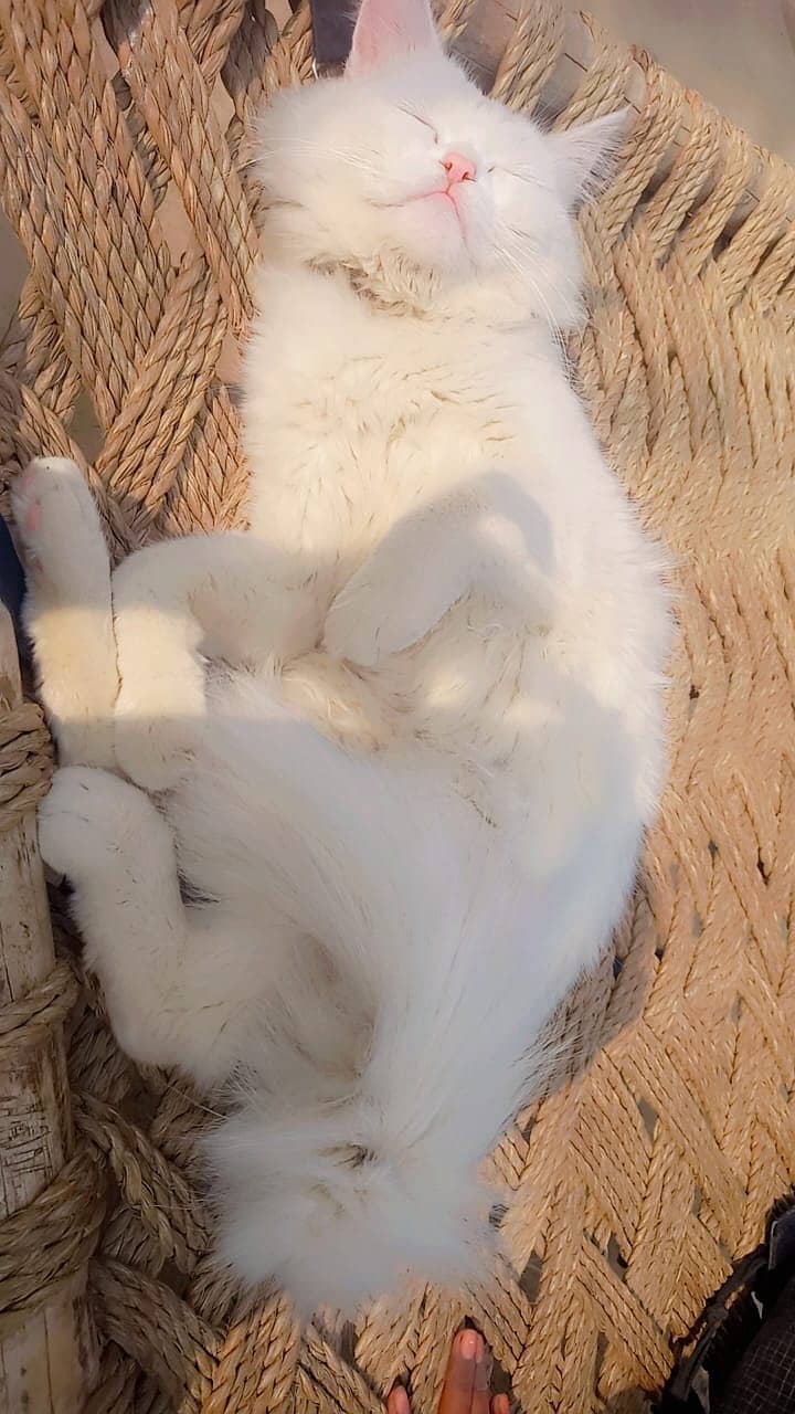 Persian white Cat 7