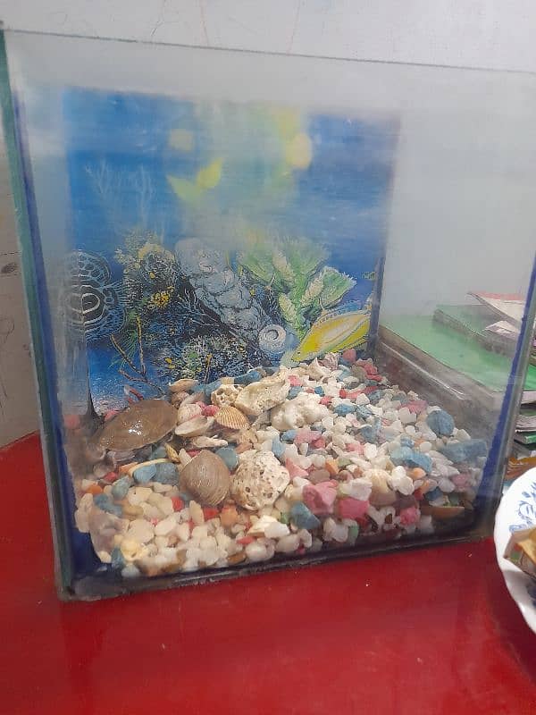 Turtle with Aquarium 2