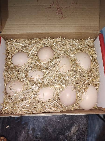 Aseel Fertilize Eggs 03236106770 0