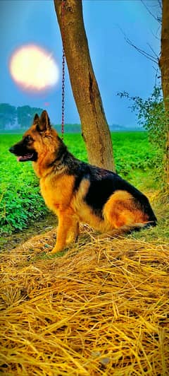 German shepherd female