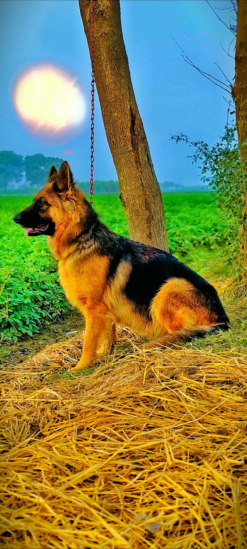 German shepherd female 0