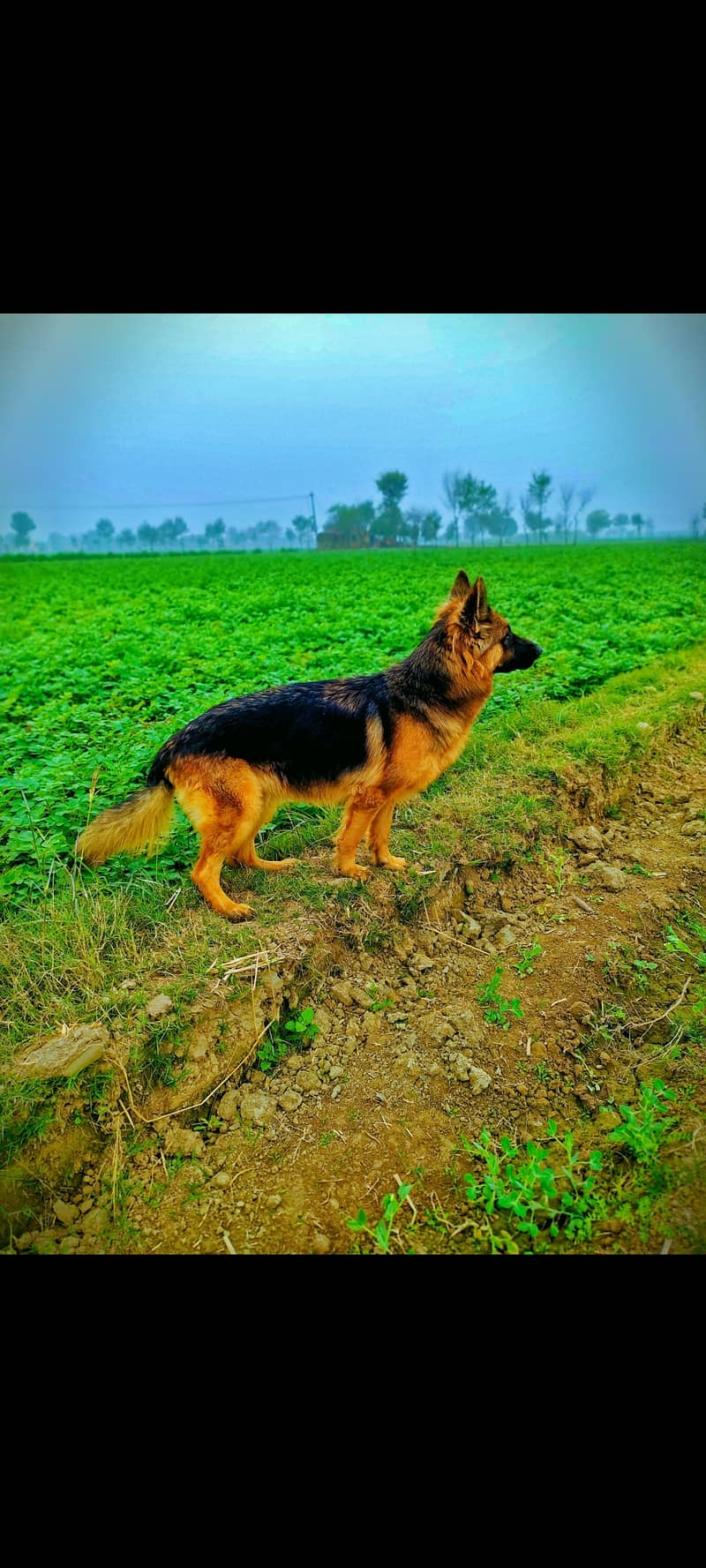 German shepherd female 1