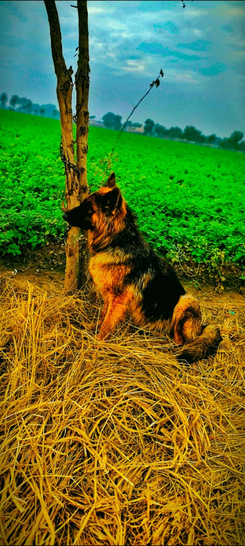 German shepherd female 2