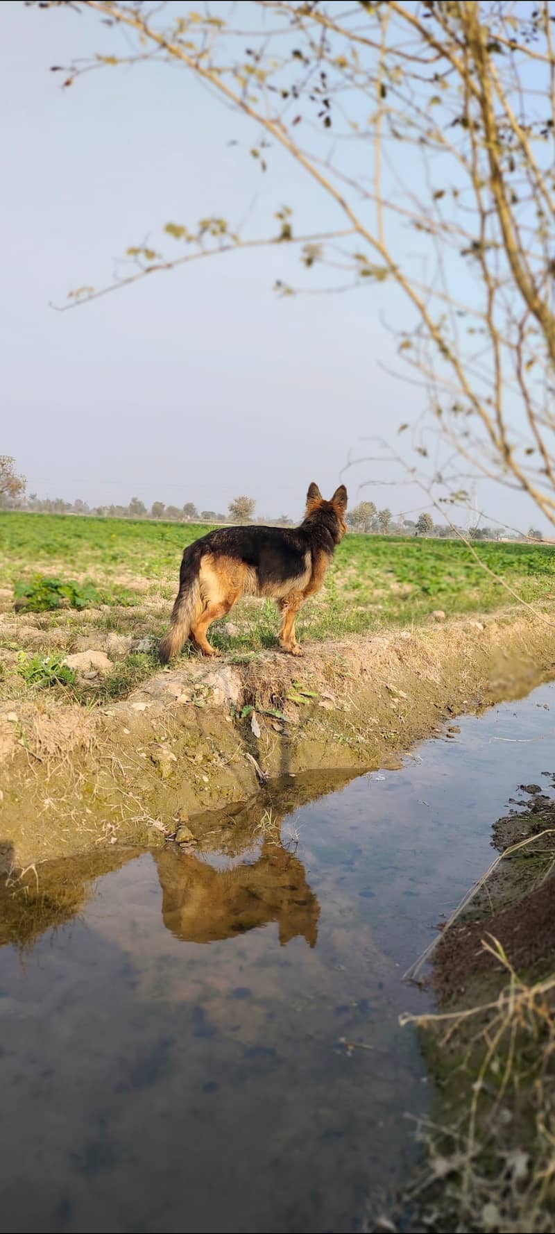 German shepherd female 3