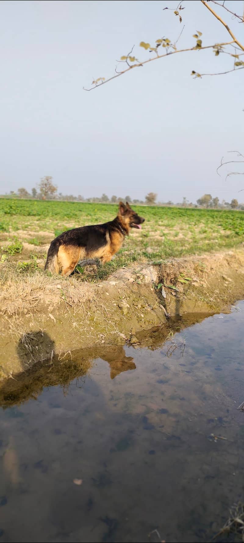 German shepherd female 4