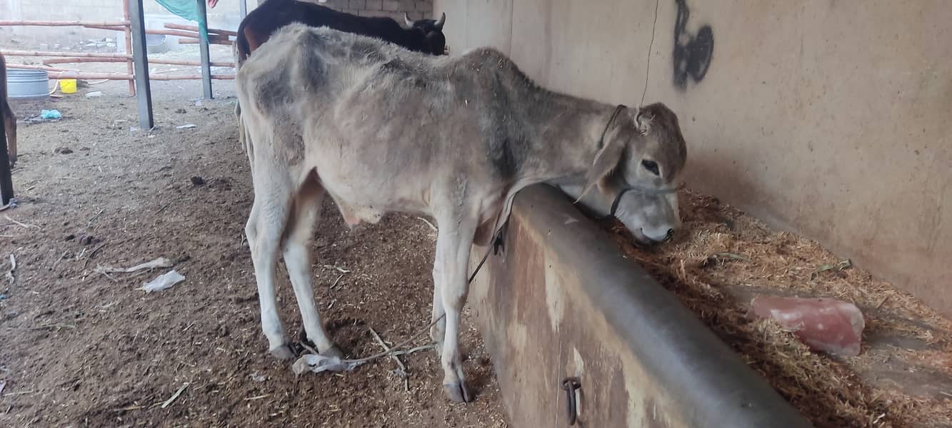 Cow bachri for sale 0