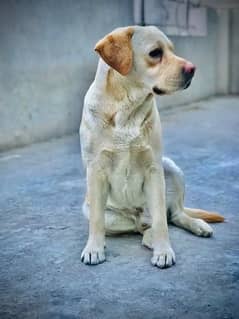 Labrador golden colour