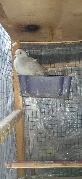 2 pairs adult Doves for sale per pair price 700 hai 0