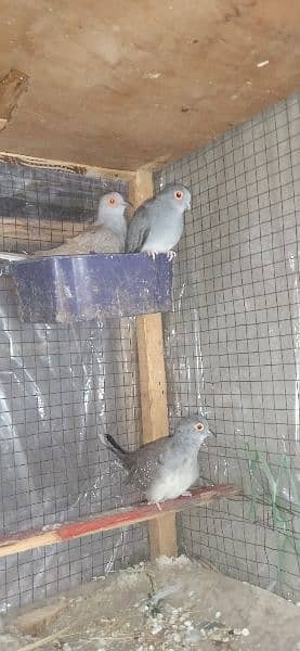 2 pairs adult Doves for sale per pair price 700 hai 1