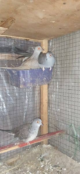 2 pairs adult Doves for sale per pair price 700 hai 2