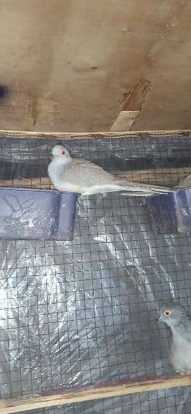 2 pairs adult Doves for sale per pair price 700 hai 4