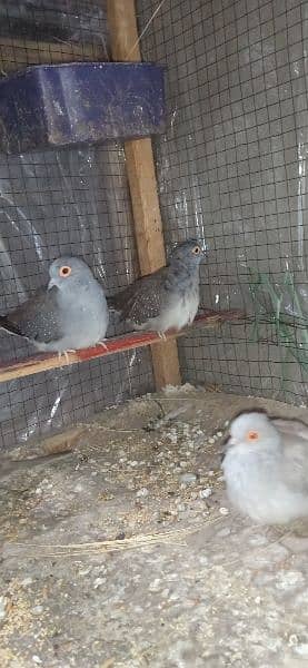 2 pairs adult Doves for sale per pair price 700 hai 5