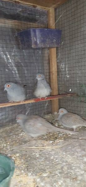 2 pairs adult Doves for sale per pair price 700 hai 6