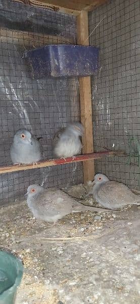 2 pairs adult Doves for sale per pair price 700 hai 7