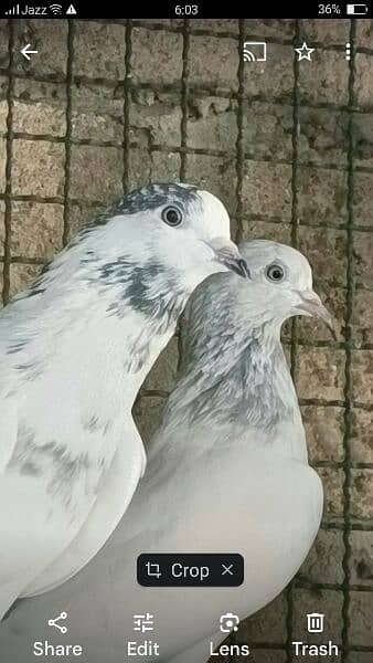 Kabli Pigeons 12