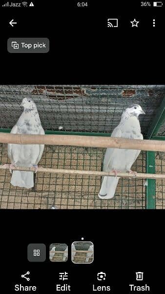 Kabli Pigeons 13