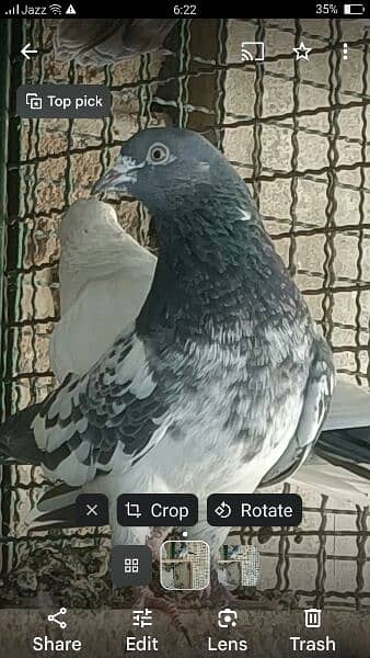 Kabli Pigeons 14