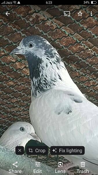 Kabli Pigeons 16