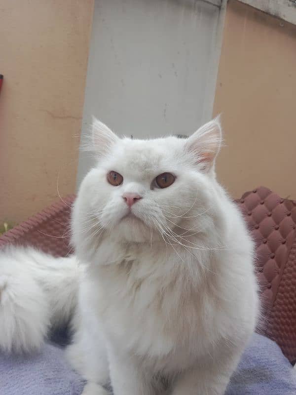 Friendly Persian Male cat for sale 0