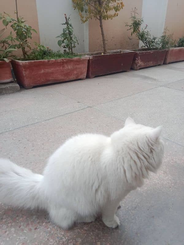 Friendly Persian Male cat for sale 1