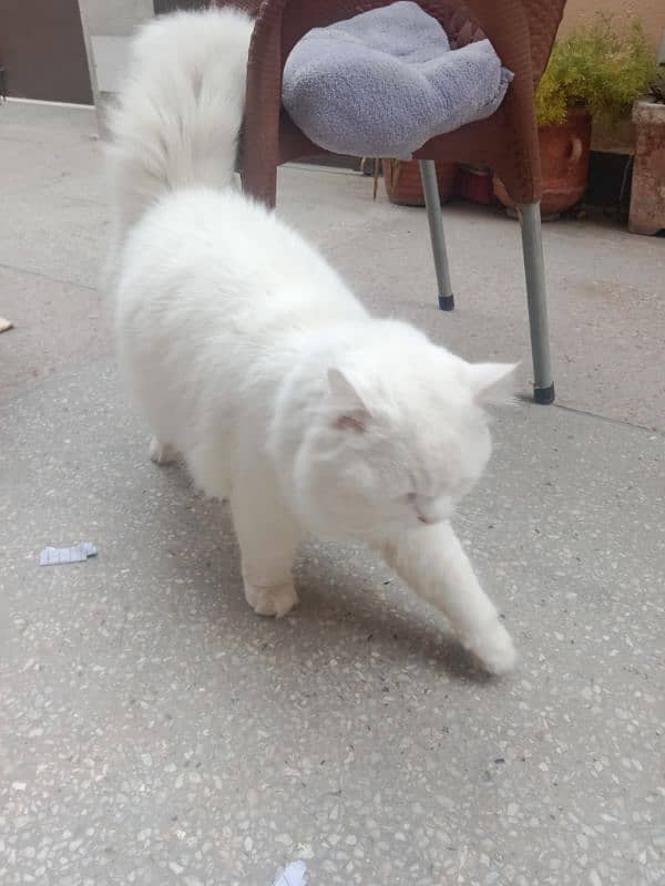 Friendly Persian Male cat for sale 2