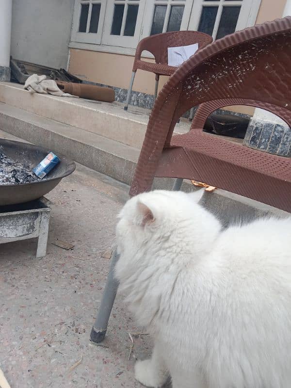 Friendly Persian Male cat for sale 3