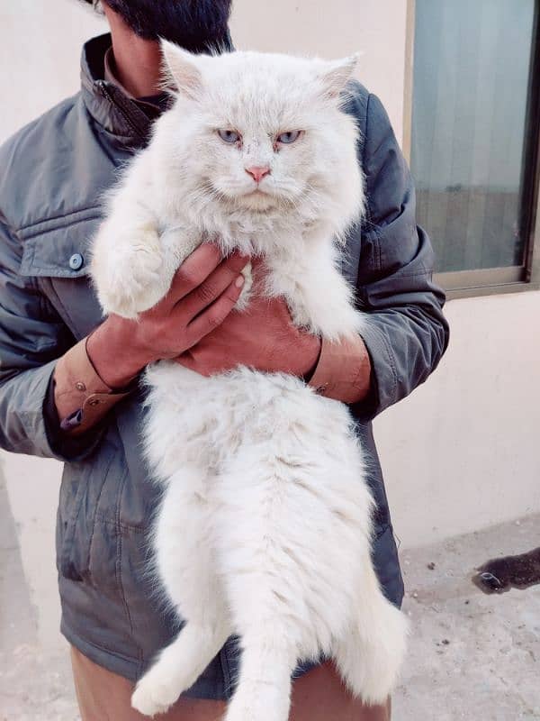 Persian cat 0