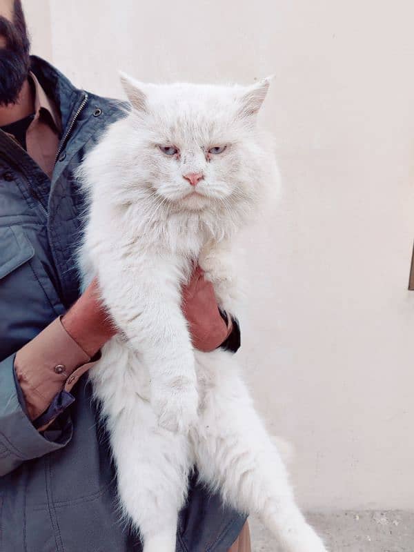 Persian cat 2