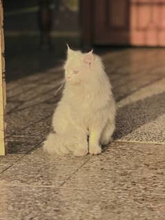 persian cat for sale