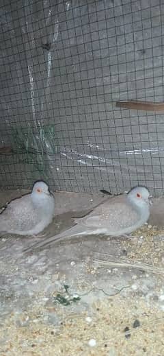 2 pairs adult Doves for sale per pair price 700 hai