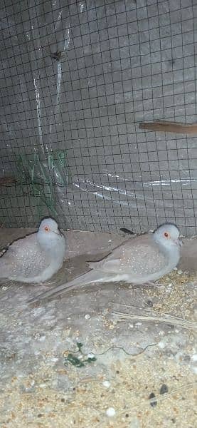 2 pairs adult Doves for sale per pair price 700 hai 0