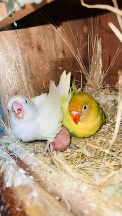 Lovebirds 100% Breeder Pair With Chicks And Eggs