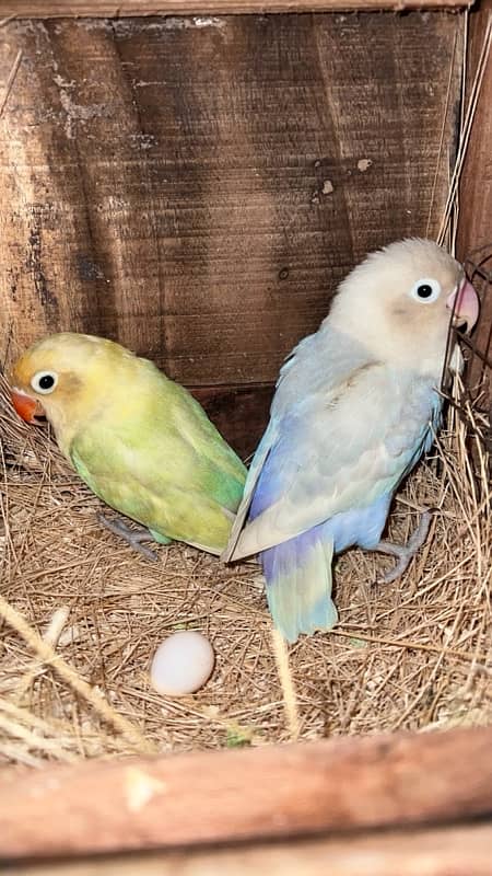 Lovebirds 100% Breeder Pair With Chicks And Eggs 1