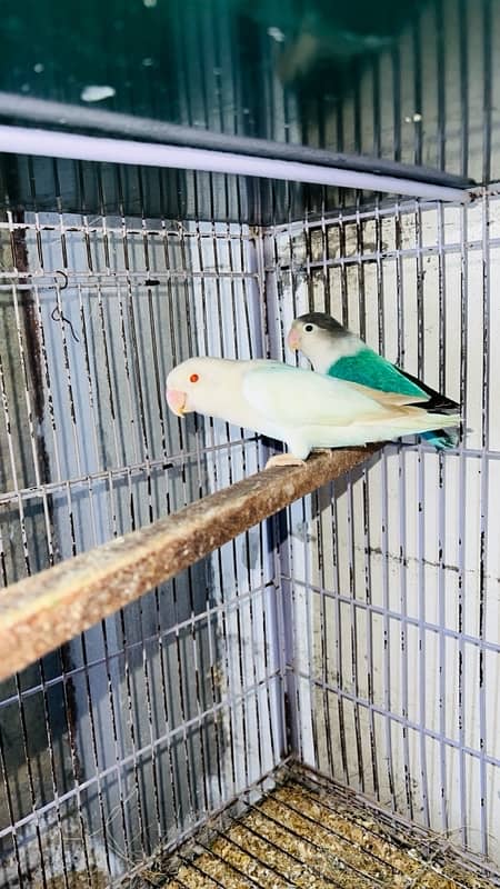 Lovebirds 100% Breeder Pair With Chicks And Eggs 2